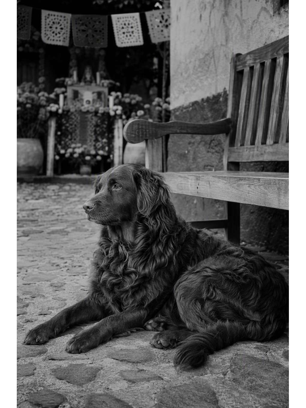 retrato natural preto e branco - exemplo de fotos de pets no dia dos mortos